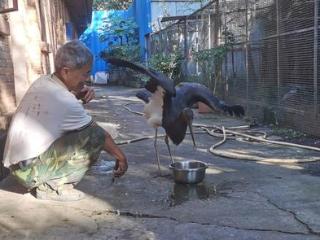 “鸟中大熊猫”黑鹳重获新生热心村民携手救助