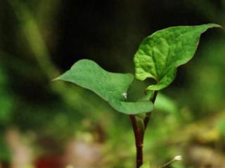 农村随处可见的这3种野菜，养肝护肝，还降火，多吃效果好