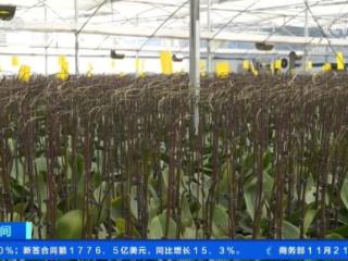 30万株蝴蝶兰进入年宵花备货阶段