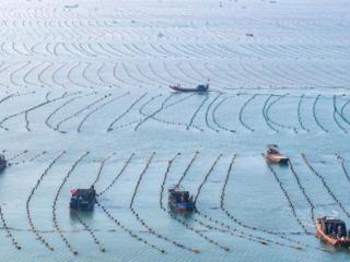 山东荣成海域养殖鲍鱼陆续南下前往福建海域越冬