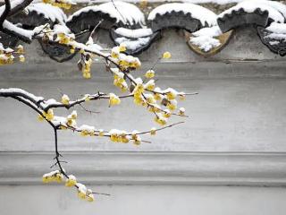 沈阳发布雨雪大风降温天气安全提示