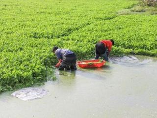 横山桥南降村水芹种植户杨金梅夫妇忙着采收