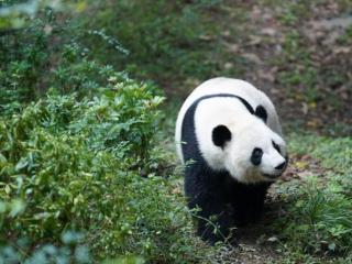 旅外大熊猫陆续返回中国