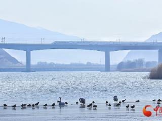 兰州市达川镇三江口天鹅滩越冬