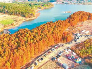 红杉林湿地景观游客赞叹不已