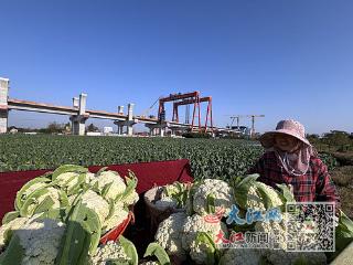 东湖区扬子洲镇：蔬菜抢“鲜”上市