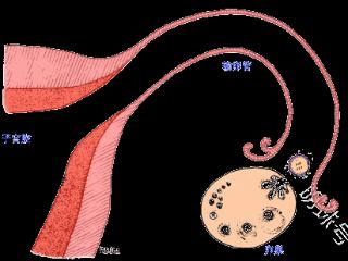 卵泡为什么长不大？答案在这里！