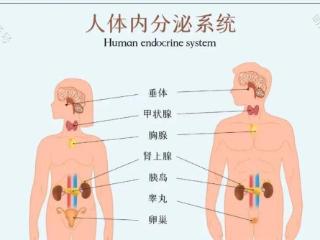 出现内分泌失调人变胖 月经紊乱？8招可以改善内分泌失调