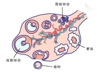 月经来潮前的几天突发腹痛，要小心“黄体破裂”！