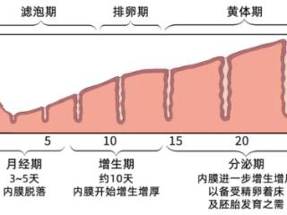 子宫内膜不均一定是息肉吗？不一定！