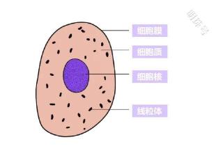 改善卵子质量的关键所在