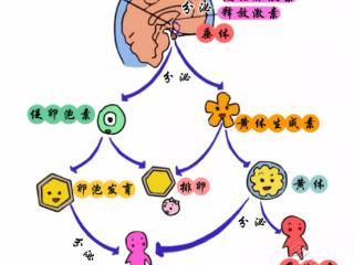 孕前检查性激素六项，什么时候比较合适？