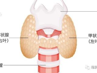 甲状腺自身抗体阳性与生殖生育的关系