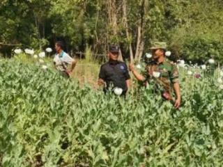 缅北贵慨镇石灰窑村，武装销毁大片罂粟田