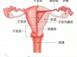 子宫内膜过薄不用烦恼，它会拯救过薄的内膜！！