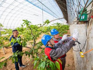 国网秦皇岛供电公司：“电保姆”服务精细实大樱桃变身“金豆子”