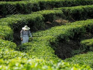 喜茶春日上新“龙井·芝士糯糯” 带动春茶消费新风潮