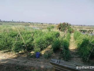 缅甸番茄价格腰斩：茵莱农民血本无归，恐面临债务危机