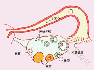 总说排卵有问题，那到底问题出在哪里？