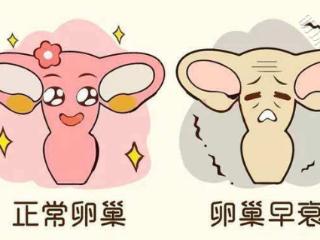 卵巢被誉为生命的摇篮，哪些因素会引起卵巢早衰，该怎么预防?