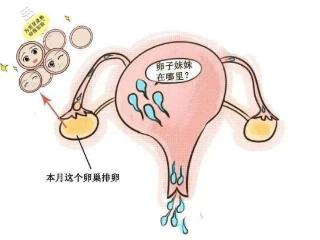 卵巢只有一侧排卵？还能怀孕吗？