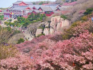 登泰山赏海棠 适逢其时