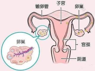 高龄女性怀孕难，主要是这几方面...