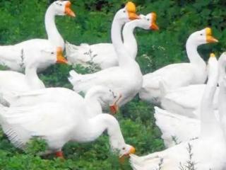 养殖攻略：鹅黑肺、肺部肿大是什么原因造成的？有哪些防治措施？