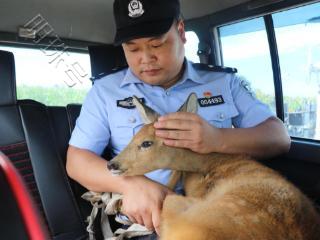 “智慧警务”守护北疆生物多样性：大兴安岭生态保护升级战