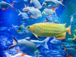 “端午探奇趣，六一乐遨游”上海海洋水族馆双节联动，开启沉浸式海洋奇幻之旅