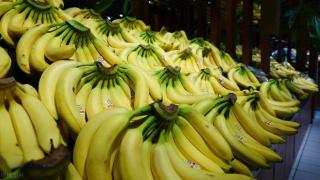 菲律宾香蕉进入韩国市场的关税何时取消？