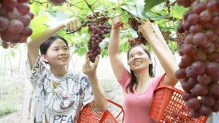 江西宜春：葡萄丰收了