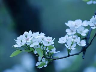 非虚构写作|清明时节的村庄