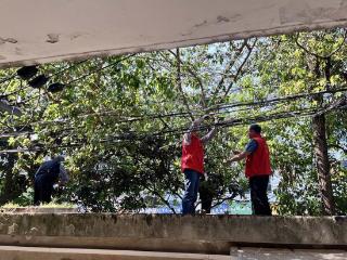 树枝“缠”上电线志愿者携手除隐患