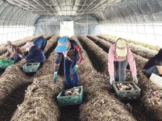 铜川市印台区利用“龙头企业+基地”模式发展赤松茸产业 铺就群众致富路