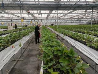 济南工行迅速行动为草莓种植户发放大额种植e贷