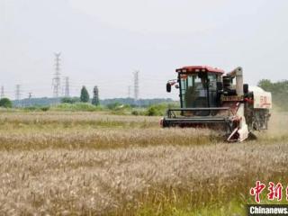 江西南昌：冬种小麦夏种稻 “稻麦轮作”促增收