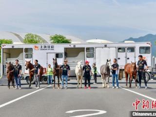 74匹阿根廷马抵达浙江桐庐 马术中心探索进境马匹交易