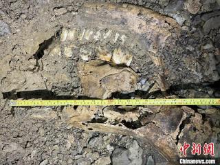 再有多处新发现 贵州绥阳双河洞已发现熊猫化石遗迹44处
