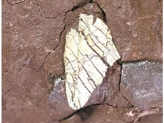 广州首次发现暴龙超科化石