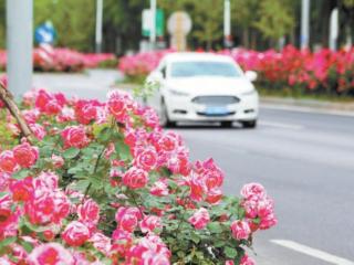 北京月季文化节开启 3000种月季花竞相开放