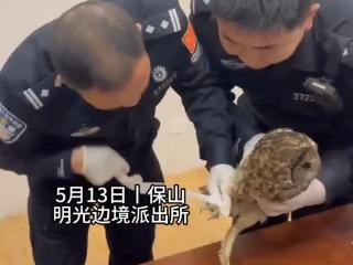 “萌到报警”，云南保山警民联合救助受伤野生动物林鸮