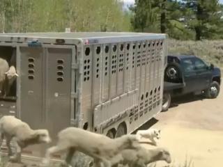 美国农业部运800只羊上山 让其吃掉杂草以防范野火