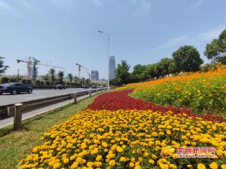 南昌沿江快速路5000平方米各类花卉迎来盛花期