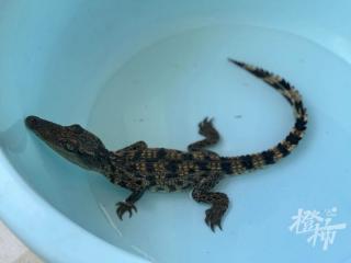 杭州一小区的草丛里有鳄鱼？这几年，越来越多的小动物跑到小区里来“串门”了