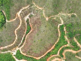 江西安远推行“六个一”精细化造林模式