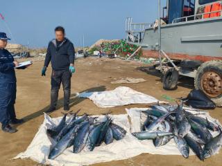 查扣鲅鱼650余斤！烟台海警局查处一起伏季休渔期违法捕捞案件