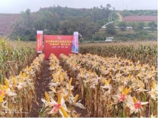 云南省重大科技专项计划成功选育绿色高效玉米新品种