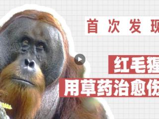 首次发现！红毛猩猩用草药治愈了自己的伤口
