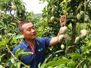 三亚颁发首张芒果产品碳中和证书